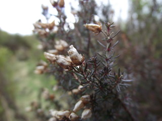 Thorns and flowers