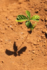 The little coffee tree just planted in a Brazilian arabica coffee crop, seen from above.