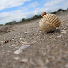 Fototapeta na wymiar A shell on the beach