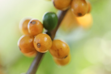 Ripe beans in a Brazilian arabica coffee crop. Blurry version.