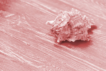 summer background seashell on blue wooden background.