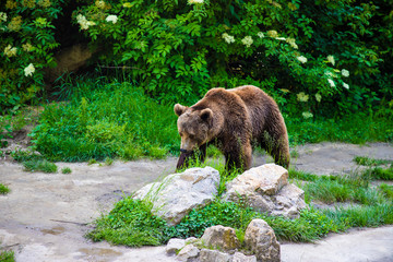 Beautifull Brown Bear Walking Next to River