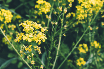 Obraz premium a close up of an amazing yellow flower