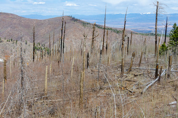 Fire Damaged High Deseret Forest