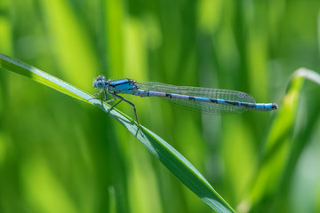 Male Azure Damselfly (Coenagrion puella)