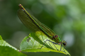 Female Beautiful Demoiselle (Calopteryx virgo)