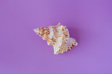 Creative flat lay concept of summer travel vacations. Top view of seashell on purple background. Copy space in minimal style, template for text
