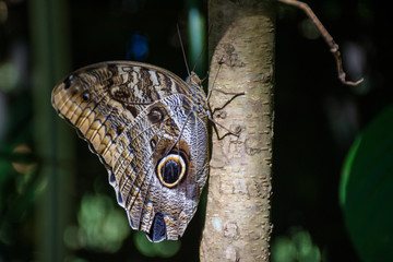 Colorful butterflies with natural beauty