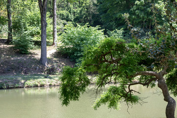Lake and ducks in forest.