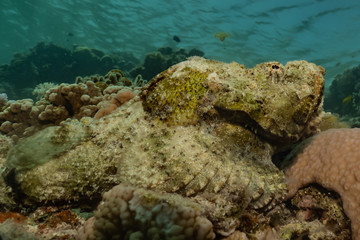 Scorpion fish Amazing camouflage in the Red Sea, Eilat Israel