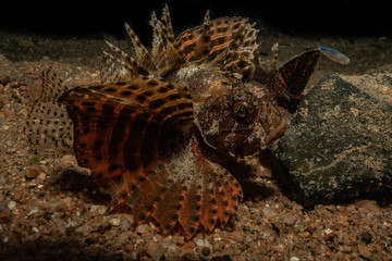 Scorpion fish Amazing camouflage in the Red Sea, Eilat Israel