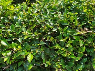 the background of greenery fences