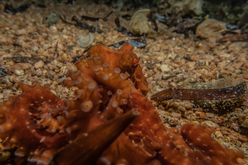 Octopus king of camouflage in the Red Sea, eilat israel 