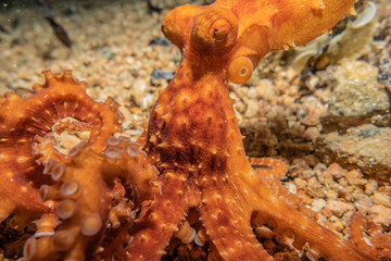 Octopus king of camouflage in the Red Sea, eilat israel 