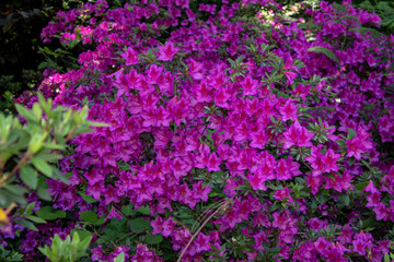 Indian azalea flower shoot. Purple. Taken in the woods.