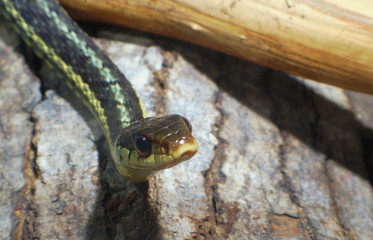 grass-snake reptile snake environment nature animal venomous