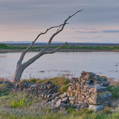 Dead tree and broken down wall by a pond on the coast at Porlock Bay