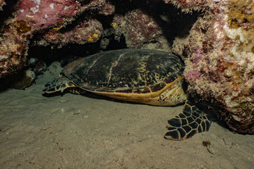 Hawksbill sea turtle in the Red Sea, dahab, blue lagoon sinai