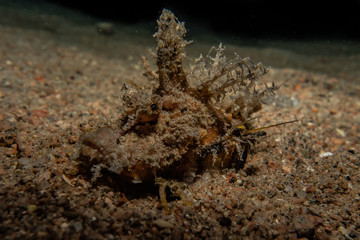 Scorpion fish Amazing camouflage in the Red Sea, Eilat Israel