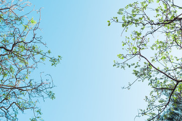 background with green leaves