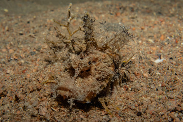 Scorpion fish Amazing camouflage in the Red Sea, Eilat Israel