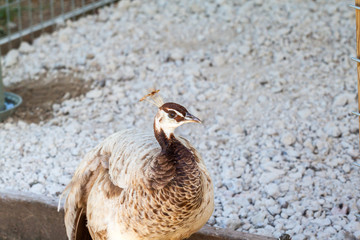 Brown Female Peafowl or Peacock: Brown peafowl or peacock roaming freely at a local farmer's market in Montgomery, Alabama.