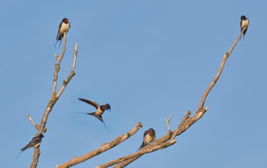 a group of Barn Swallow sitting on tree branches
