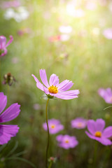 Fototapeta premium The background image of the colorful flowers