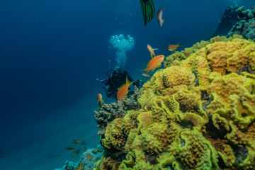Coral reefs and water plants in the Red Sea, Eilat Israel