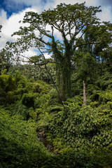 Beautiful giant tree with jungle foliage on hillside near Hilo Hawaii