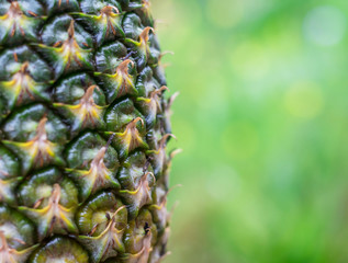 Pineapple fruit background. Close up of tropical pineapples texture. Summer, holiday concept.