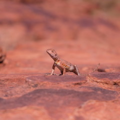 Ring-tailed dragon lizard on the rock in Western Australia
