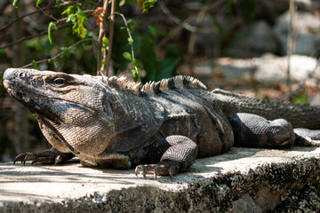 green iguana sunbathing in Mexico