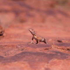 Ring-tailed dragon lizard on the rock