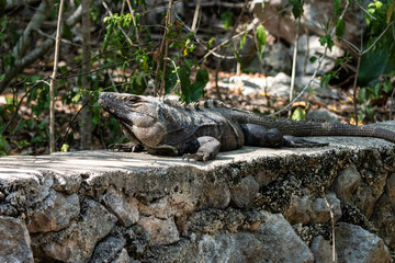 green iguana sunbathing in Mexico