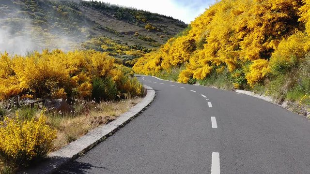 Point of view of a car progressing on an asphalt road between gorse flowers, Ulex europaeus, in Areeiro, Madeira island, Portugal