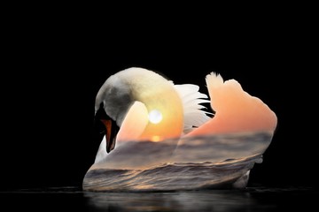 Swan, pond, double exposure on a homogeneous background