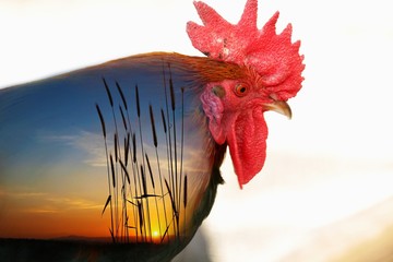 cock, morning, double exposure on uniform background