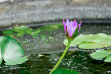 Beautiful purple waterlily or lotus flower in the pond