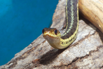 snake reptile wild animal grass-snake slithering predator