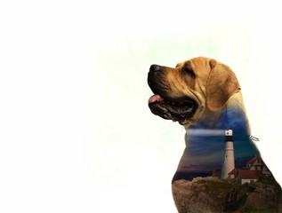 dog, friend and guard, double exposure on uniform background