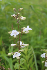 Foxglove beardtongue at Morton Grove's Linne Woods restored prairie