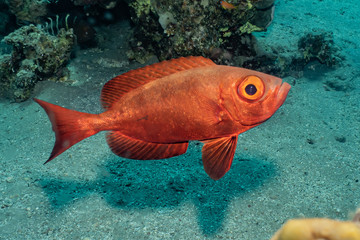 Fish swim in the Red Sea, colorful fish, Eilat Israel