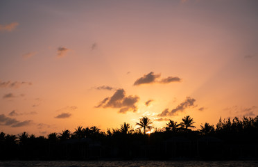 Sunset palm tree