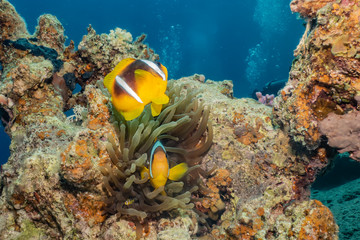 Fototapeta na wymiar Clownfish in the Red Sea Colorful and beautiful, Eilat Israel