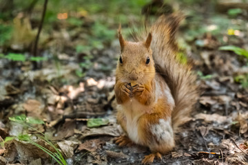 Naklejka na ściany i meble Small Red Fluffy Squirrel Sits On Leafy Ground And Eats Cashew Nuts Which Holds In Front Paws