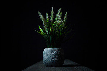 Maceta con flor en oscuridad
