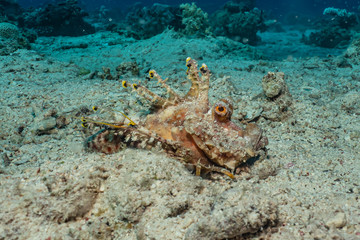 Scorpion fish Amazing camouflage in the Red Sea, Eilat Israel