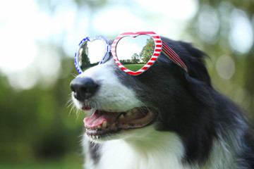 Border collie dog wearing heart shaped American flag sunglasses for 4th of July