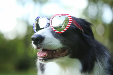 Fotobehang Border collie dog wearing heart shaped American flag sunglasses for 4th of July © Leigh Prather